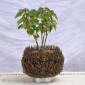 定制木质花盆摆件装饰品编藤柳木客厅走廊摆件复古插花篮工艺品